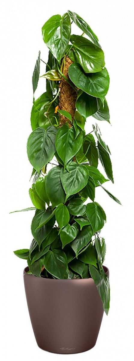 Philodendron Scandens in LECHUZA CLASSICO LS Self-watering Planter, Total Height 160 cm
