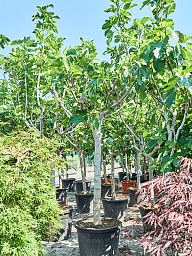 Lush Red-stem Fig Ficus carica