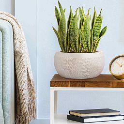 IDEALIST Lite Mesh Style Bowl Planter Outdoor Plant Pot