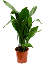 Shade-loving Cast Iron Plant Aspidistra elatior Indoor House Plants