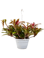 Colorful Blushing Bromeliad Neoregelia (Nidularium) 'Fireball' Indoor House Plants