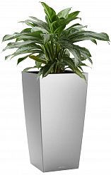 Aglaonema Silver Bay in LECHUZA CUBICO Self-watering Planter, Total Height 85 cm