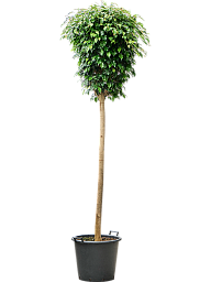 Lush Weeping Fig Ficus benjamina 'Danielle' Indoor House Plants