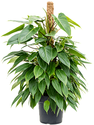 Lush Heart-Leaf Philodendron 'Minii' Indoor House Plants