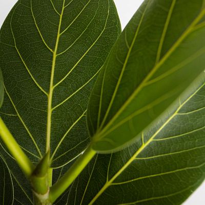Lush Fiddle Leaf Fig Ficus altissima 'Yellow Gem' Indoor House Plants