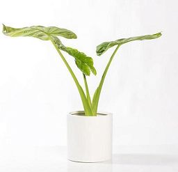 Fibrestone Matt Puk Round Planter by Idealist Premium