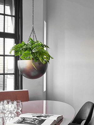 Shade-loving Swiss Cheese Plant Monstera obliqua (60-120) Indoor House Plants