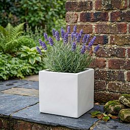 IDEALIST Lite Square Box Contemporary Light Concrete Planter