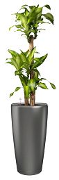 Dracaena Fragrans Massangeana in LECHUZA RONDO Self-watering Planter, Total Height 160 cm