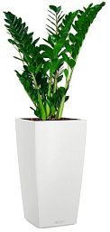 Zamioculcas Zamiifolia in LECHUZA CUBICO Color Self-watering Planter, Total Height 125 cm
