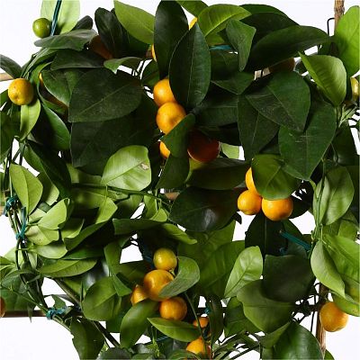 Citrofortunella Calamondine in LECHUZA CUBICO Color Self-watering Planter, Total Height 180 cm