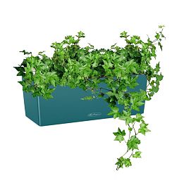 Ivy in LECHUZA BALCONERA Color Self-watering Planter, Total Height 50 cm