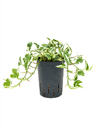 Shade-loving Satin Pothos Scindapsus (Epipremnum) 'N'joy' Indoor House Plants