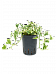 Shade-loving Satin Pothos Scindapsus (Epipremnum) 'N'joy' Indoor House Plants