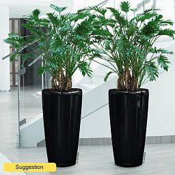 Lush Heart-Leaf Philodendron 'Xanadu' Indoor House Plants