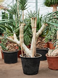 Easy-Care Quiver Tree Aloe dichotoma (100-120) Tall Indoor House Plants Trees