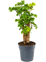 Delicate Shield Aralia (Polyscias) 'Roble' Tall Indoor House Plants Trees