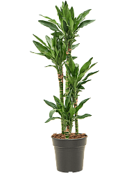 Vibrant Corn Plant Dracaena fragrans 'Burundii' Tall Indoor House Plants Trees