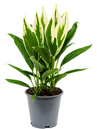 Photogenic Ti Plant Cordyline fruticosa 'Conga' Indoor House Plants