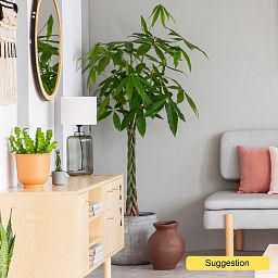 Insta-friendly Money Tree Pachira aquatica Tall Indoor House Plants Trees