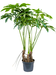 Lush Heart-Leaf Philodendron 'Fun Bun' Indoor House Plants