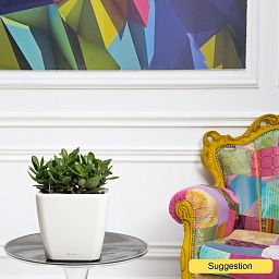 Easy-Care Jade Plant Crassula ovata 'Sunset' Indoor House Plants