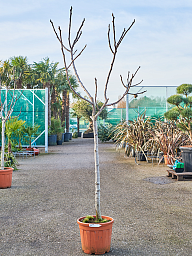 Lush Red-stem Fig Ficus carica