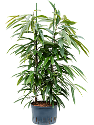 Lush Narrow-leaf Fig Ficus binnendijkii 'Amstel King' Tall Indoor House Plants Trees