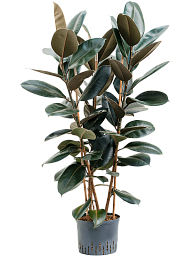 Lush Rubber Plant Ficus elastica 'Abidjan' Indoor House Plants