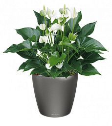 Blooming Anthurium White Champion in LECHUZA CLASSICO LS Self-watering Planter, Total Height 50 cm