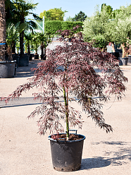 Lush Japanese Maple Acer palmatum 'Tamukeyama' (140-160) Outdoor Plants