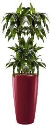 Dracaena Fragrans Janet Greig in LECHUZA RONDO Self-watering Planter, Total Height 150 cm