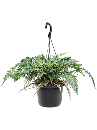 Lush Rabbit Foot Fern Humata tyermannii Indoor House Plants