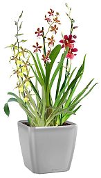 Blooming Orchids in LECHUZA QUADRO LS Self-watering Planter, Total Height 70 cm