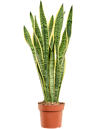 Elegant Snake Plant Sansevieria trifasciata 'Laurentii' Indoor House Plants