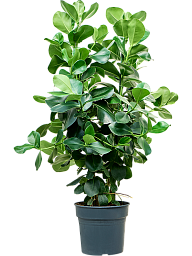 Lush Autograph Tree Clusia rosea Indoor House Plants