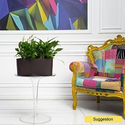 Photogenic Peace Lily Spathiphyllum 'Gokyo' Indoor House Plants