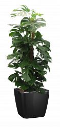 Monstera Deliciosa in LECHUZA QUADRO LS 43 Self-watering Planter, Total Height 150 cm