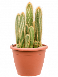 Easy-Care Red Foxtail Cactus Espostoa (Vatricania) guentheri Indoor House Plants