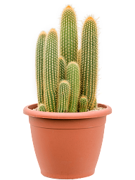 Easy-Care Red Foxtail Cactus Espostoa (Vatricania) guentheri Indoor House Plants
