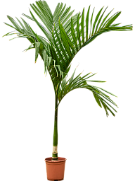 Tropical Betel Palm Areca catechu Indoor House Plants