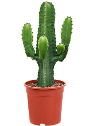 Vibrant African Milk Tree Euphorbia acrurensis Indoor House Plants