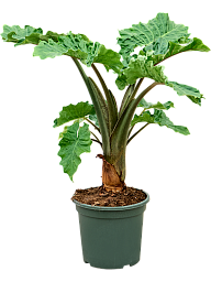 Lush Elephant Ear Alocasia 'Low Rider' Indoor House Plants
