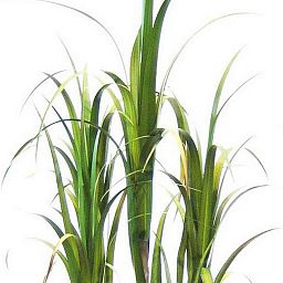 SUGARCANE Artificial Tree Plant