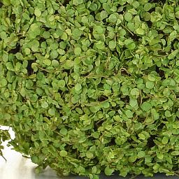 Topiary Ball Artificial Moss Plant