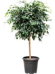 Lush Weeping Fig Ficus benjamina 'Danielle' Indoor House Plants
