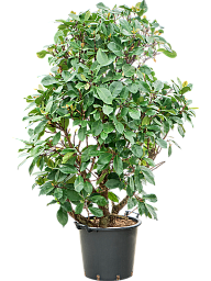 Lush African Fig Ficus cyathistipula Indoor House Plants