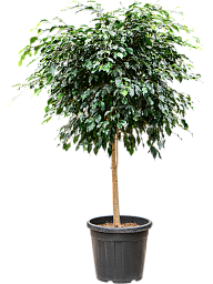Lush Weeping Fig Ficus benjamina 'Danielle' Indoor House Plants