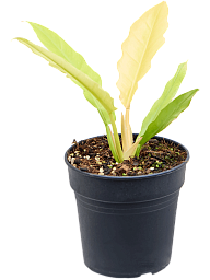 Lush Heart-Leaf Philodendron 'Ring Of Fire Variegatum' Indoor House Plants