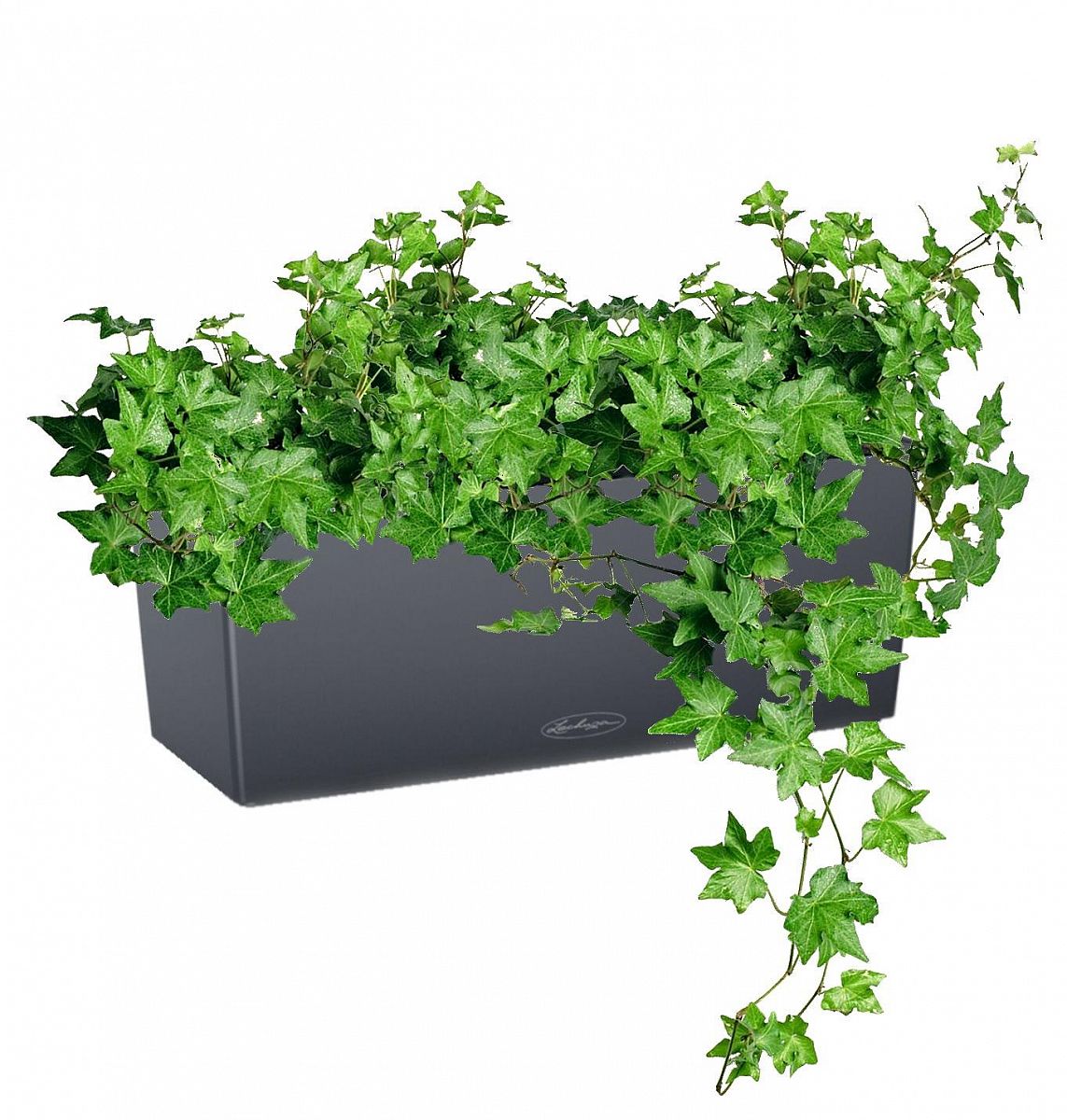 Ivy in LECHUZA BALCONERA Color Self-watering Planter, Total Height 50 cm